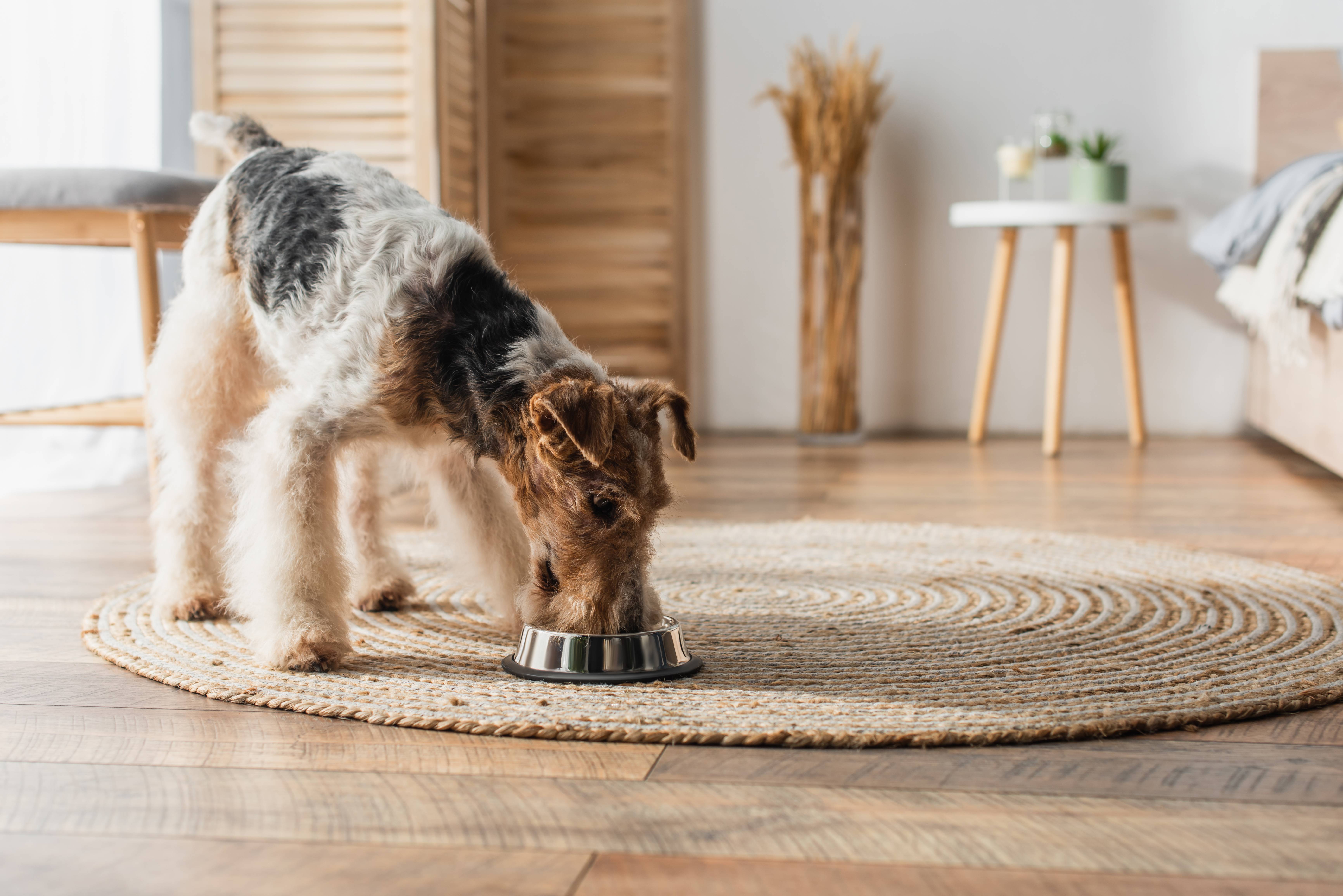 Welsh terrier äter ur en skål på en rund matta i sovrummet.