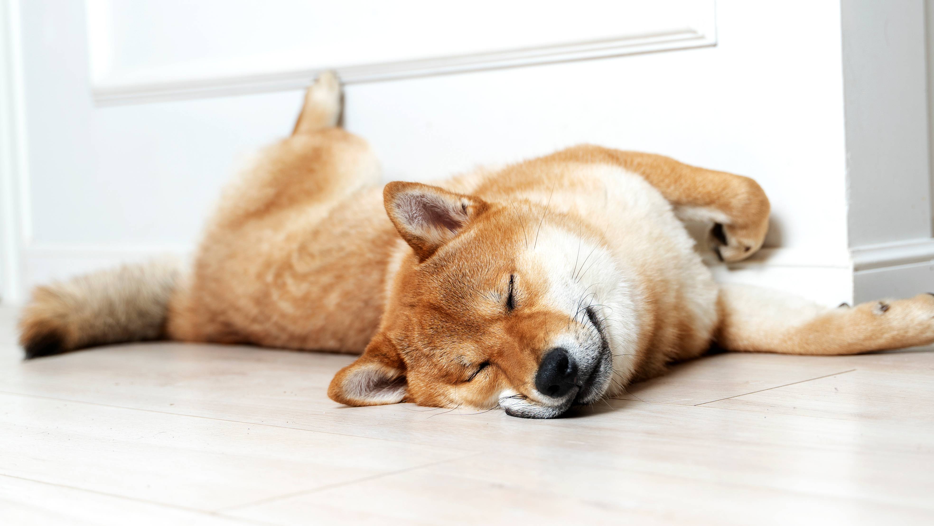 Sovande Shiba Inu-hund som ligger på golvet vid väggen.