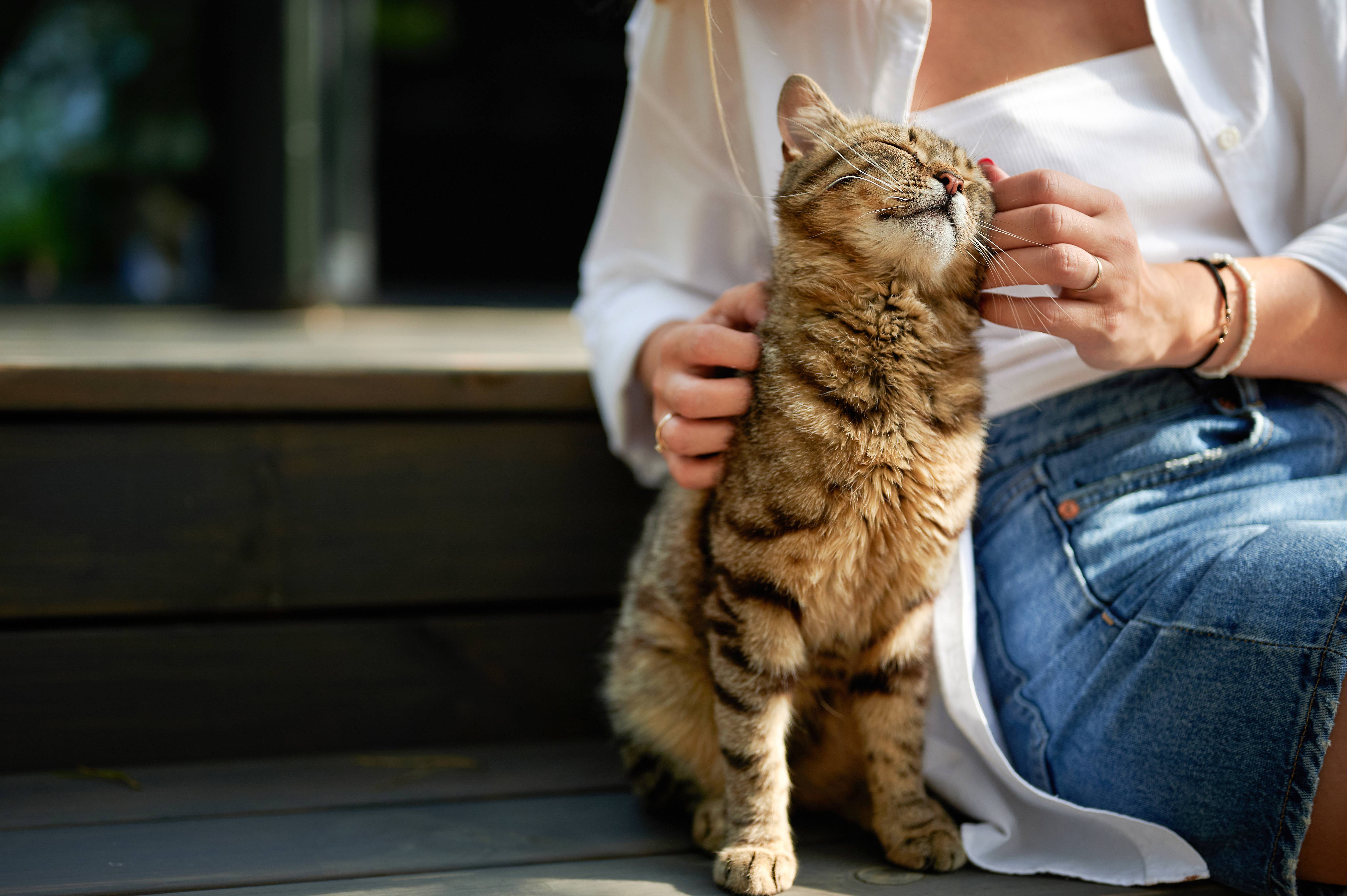 Kvinna klappar en randig katt som kisar av njutning.
