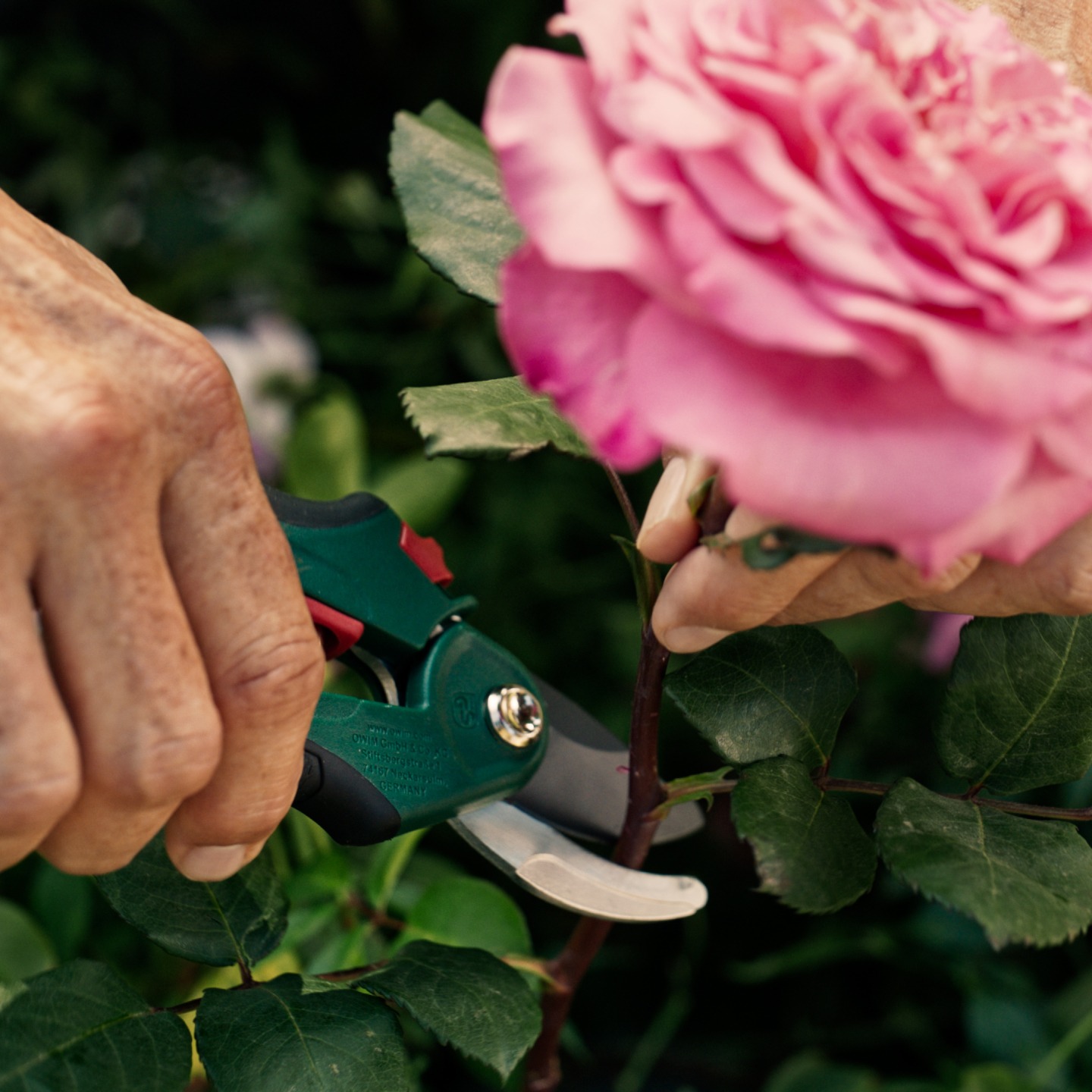 Hand klipper en rosa rosenstjälk med trädgårdssax.