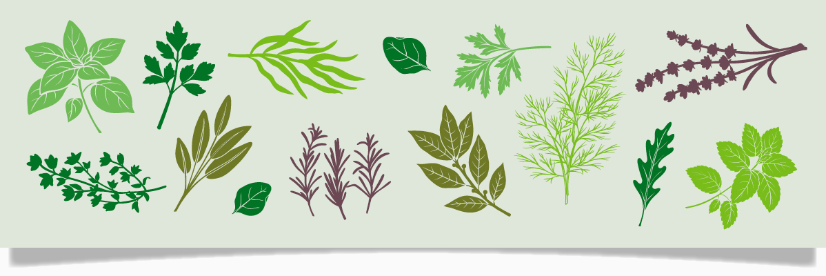 Kollektion av örter: basilika, persilja, rosmarin, salvia och andra.