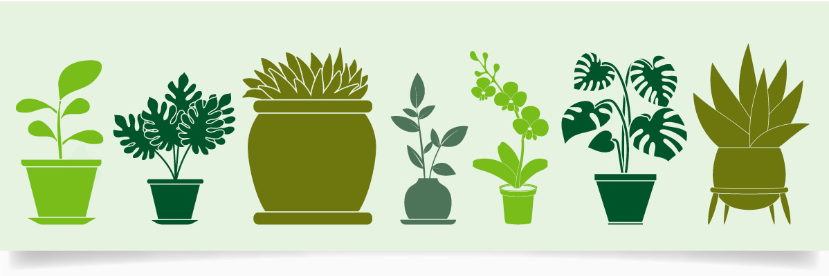 Krukor med växter: orkidéer, monstera, suckulenter och andra gröna växter.