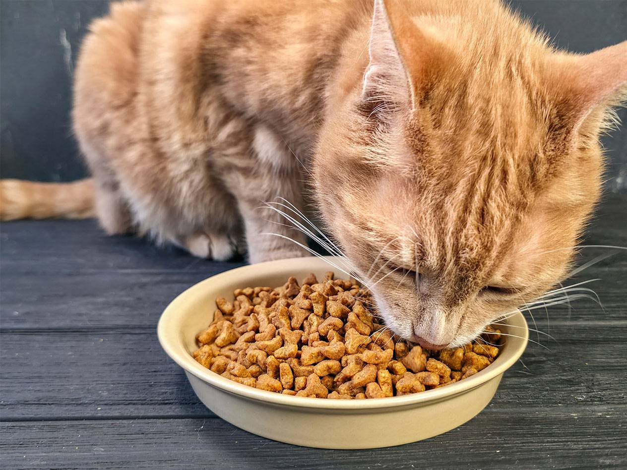 Röd katt äter torrfoder från en skål.