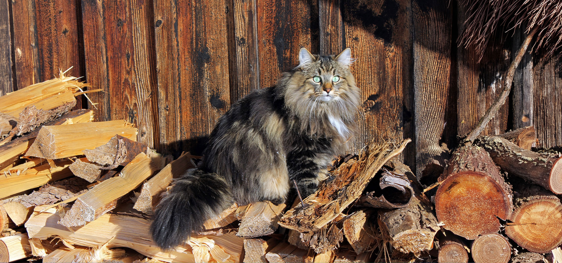 aiLabeling.aiLabelForImageAltText: Fluffig katt med gröna ögon sitter på en vedhög mot en trävägg.