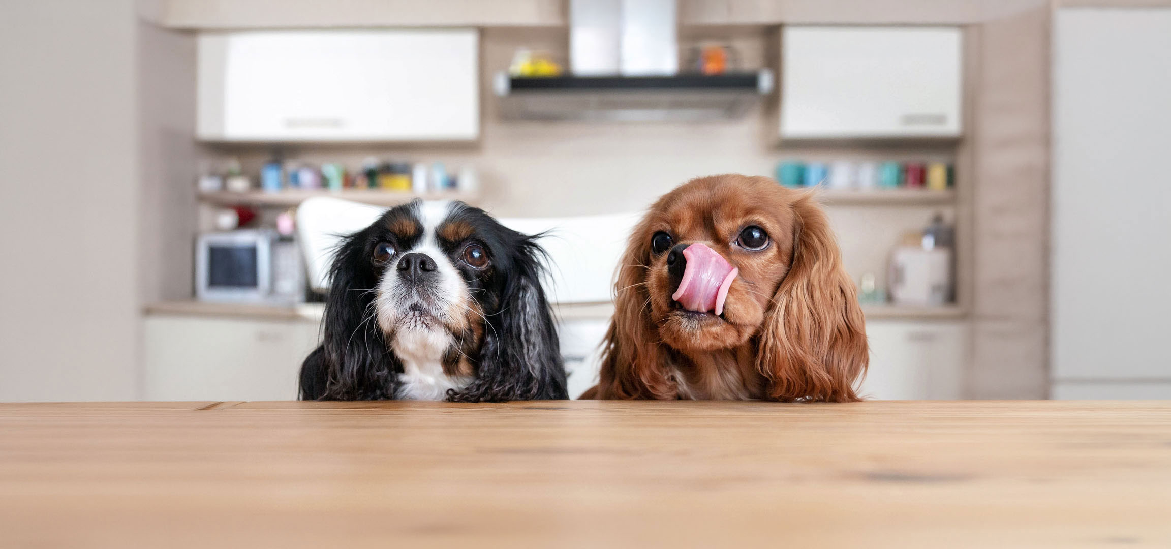 aiLabeling.aiLabelForImageAltText: Två Cavalier King Charles Spaniels, en trefärgad och en rödbrun, tittar upp från ett bord.