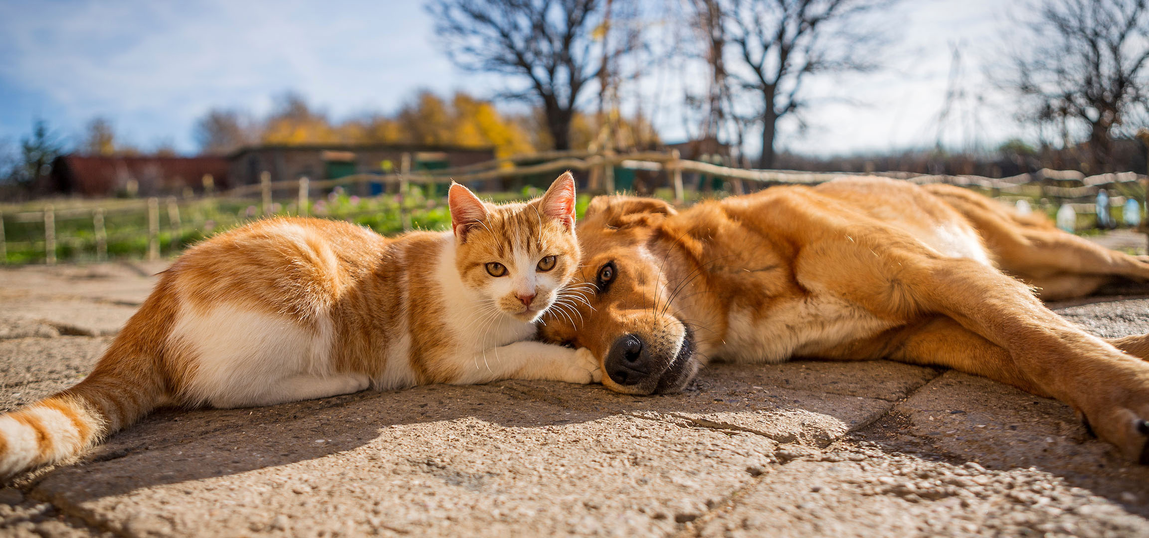 aiLabeling.aiLabelForImageAltText: En katt och en hund vilar i solen på en stenlagd uteplats.