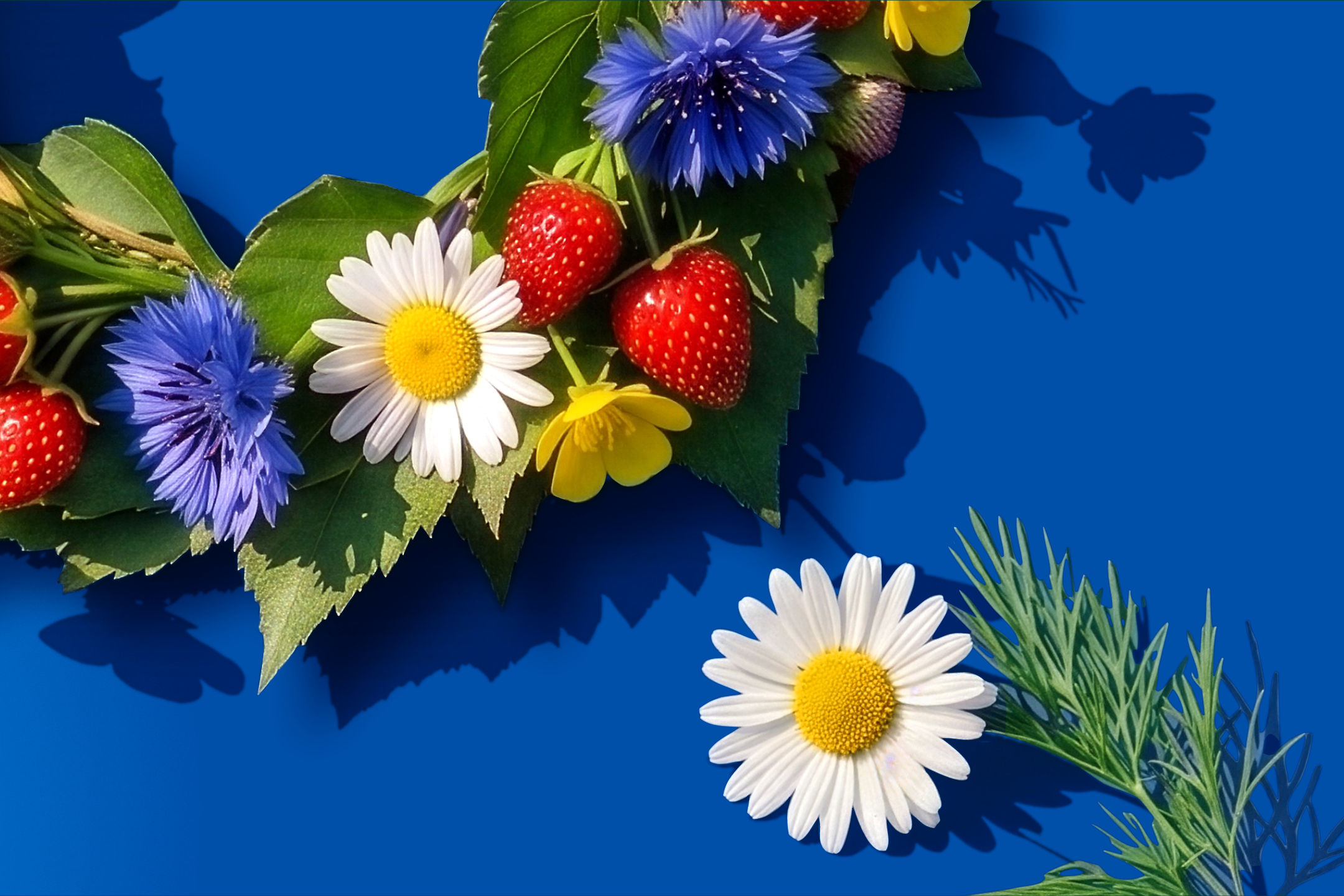 Blå bakgrund med en krans av jordgubbar, blåklint, prästkragar och smörblommor.
