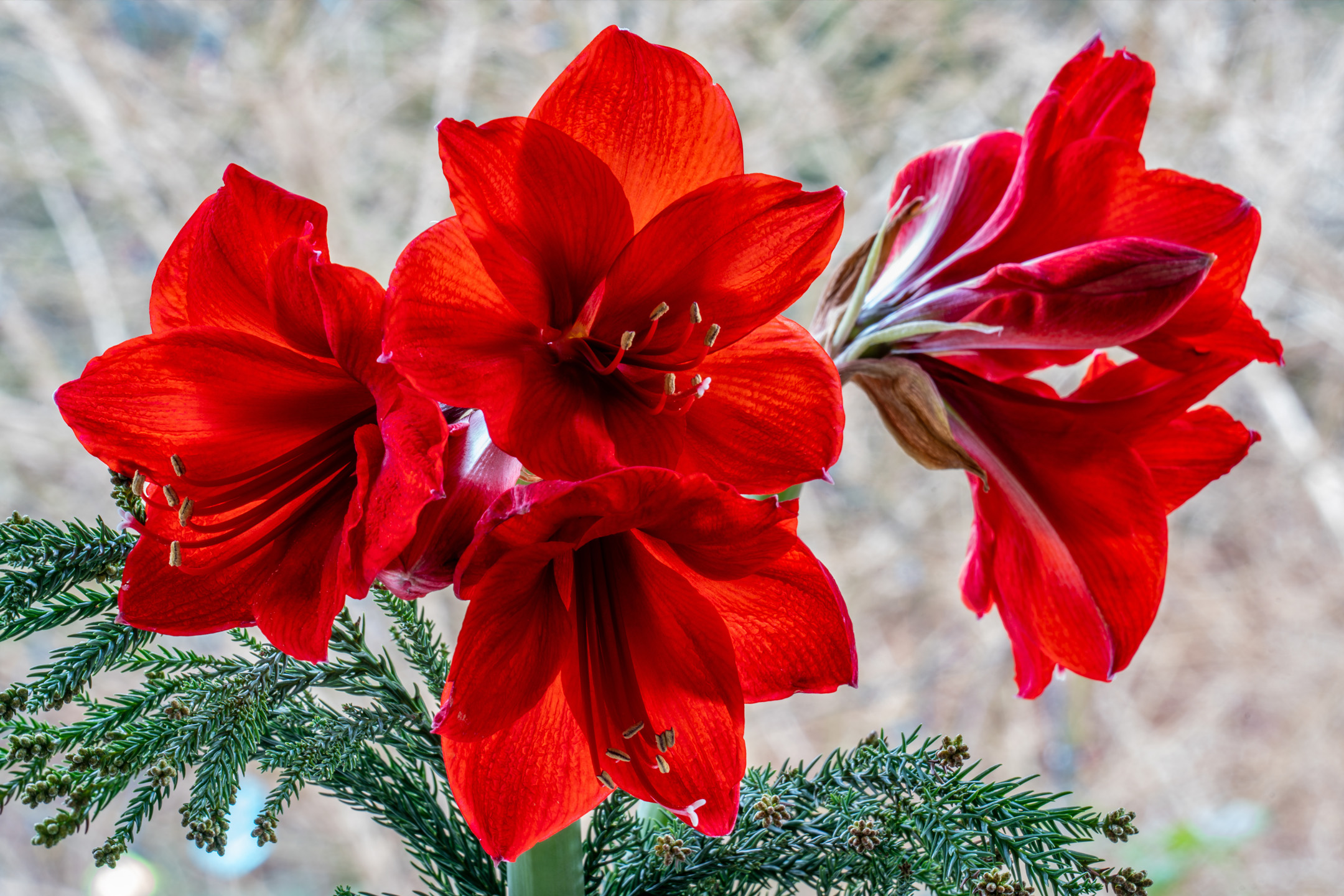 Röda amaryllisblommor med gröna barrkvistar mot en suddig bakgrund.