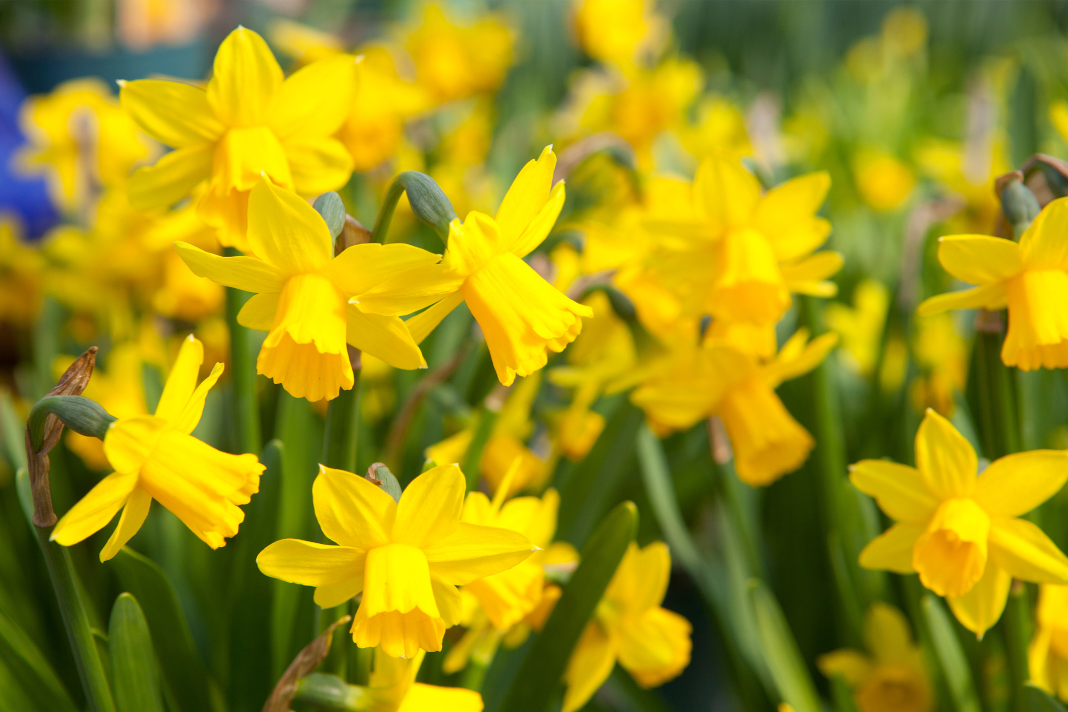 Närbild på en grupp gula påskliljor i full blom.