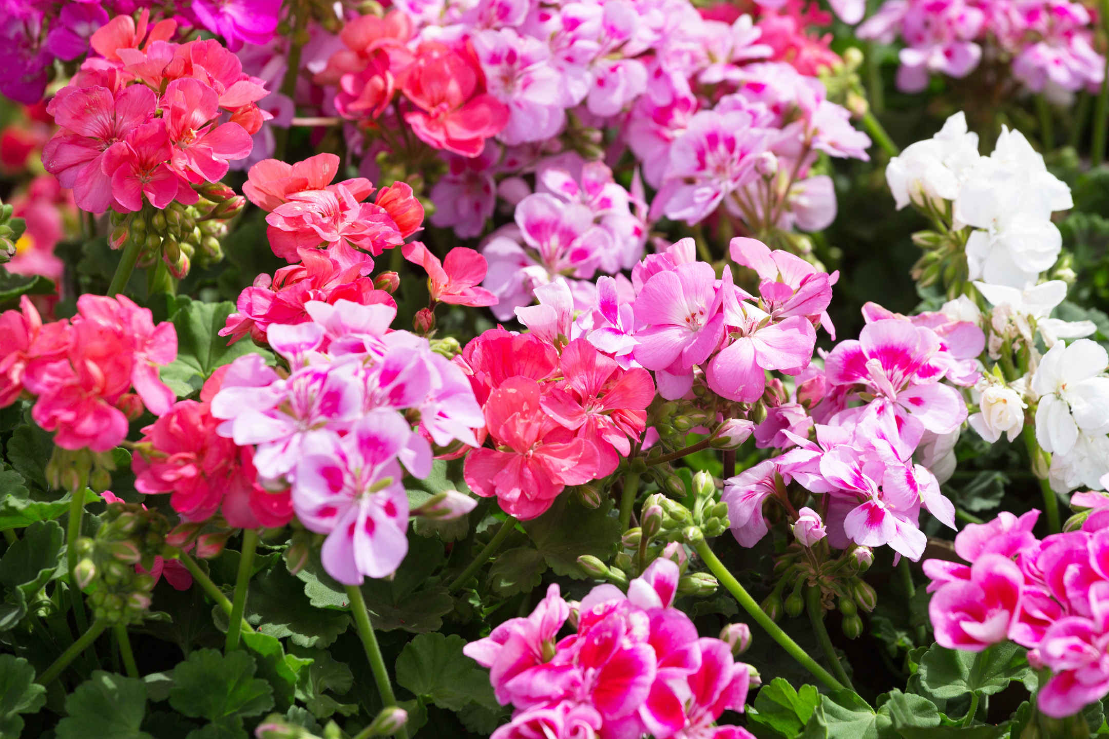 Närbild av en grupp rosa och vita pelargoner i full blom.