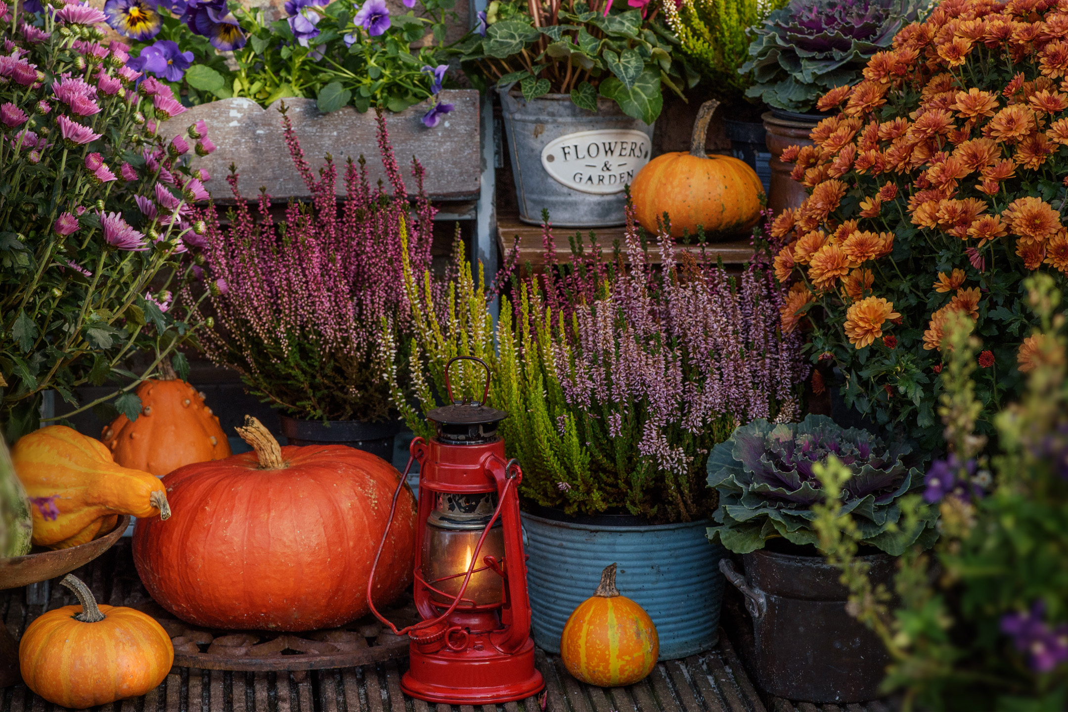 Höstarrangemang med färgglada blommor, ljung och en liten pumpa.