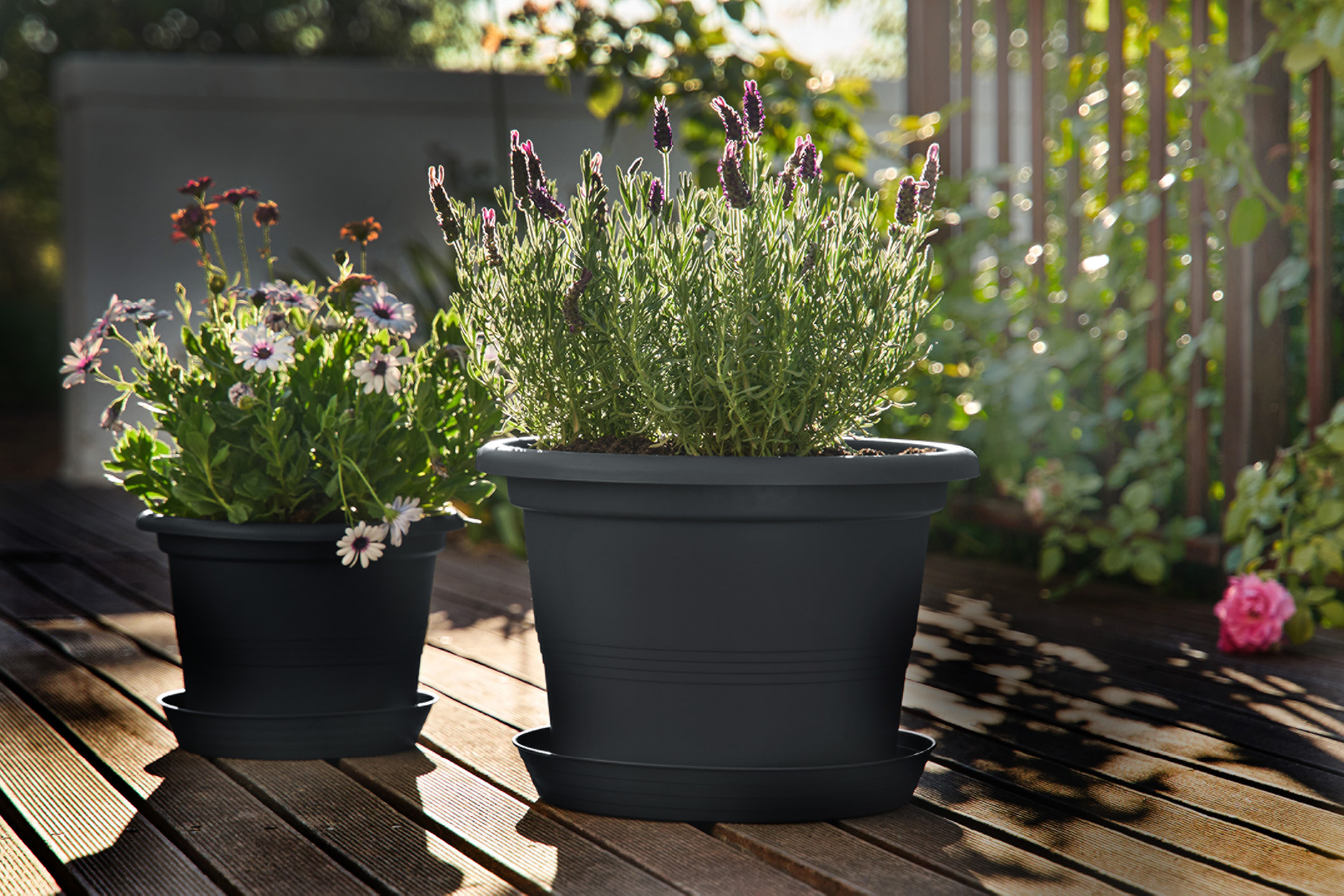 Två svarta krukor med blommor, en med lavendel och en med margeriter, på en träterrass i solljus.