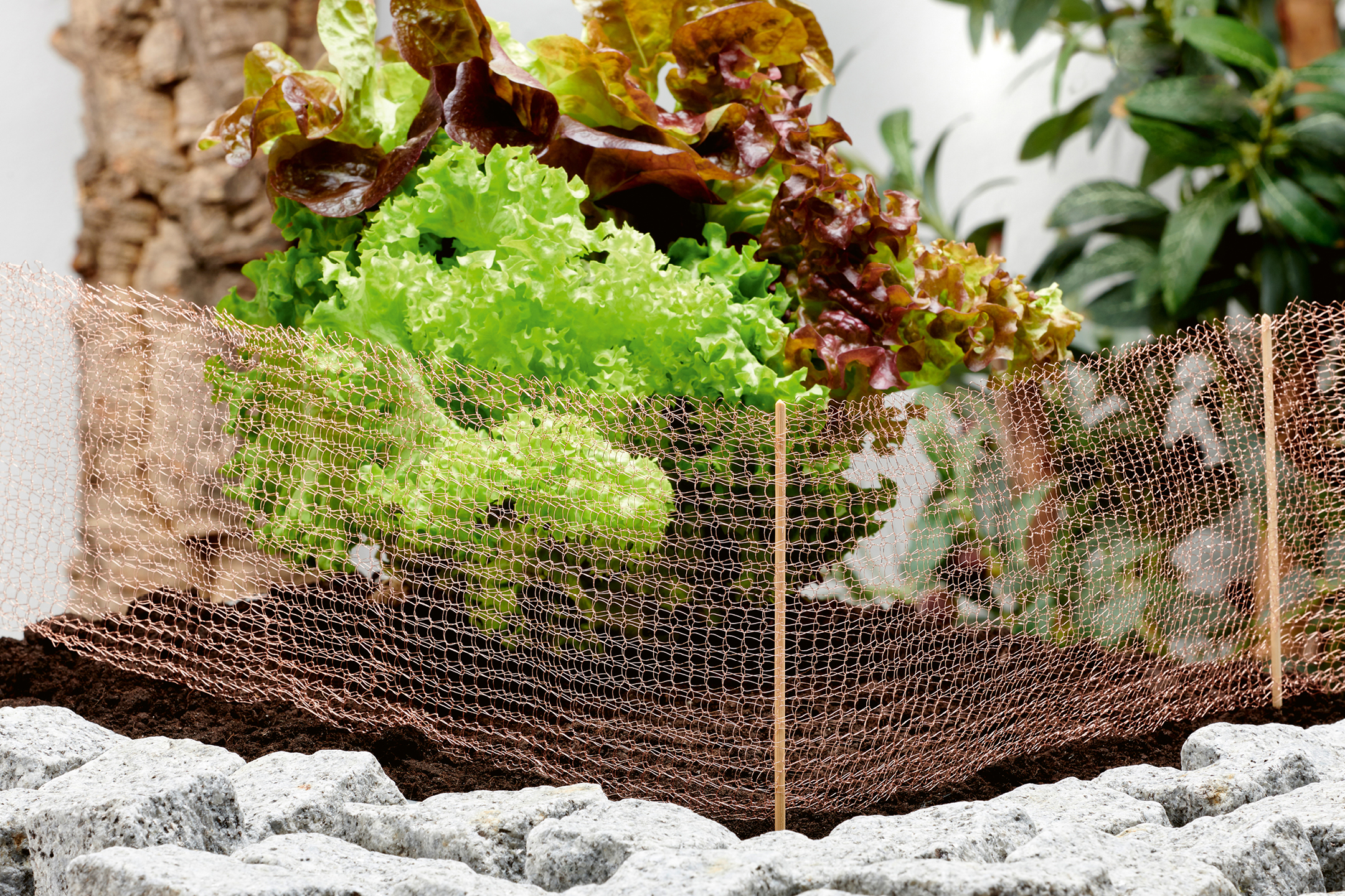 Salladsplantor i en upphöjd bädd med kopparnät som snigelskydd.