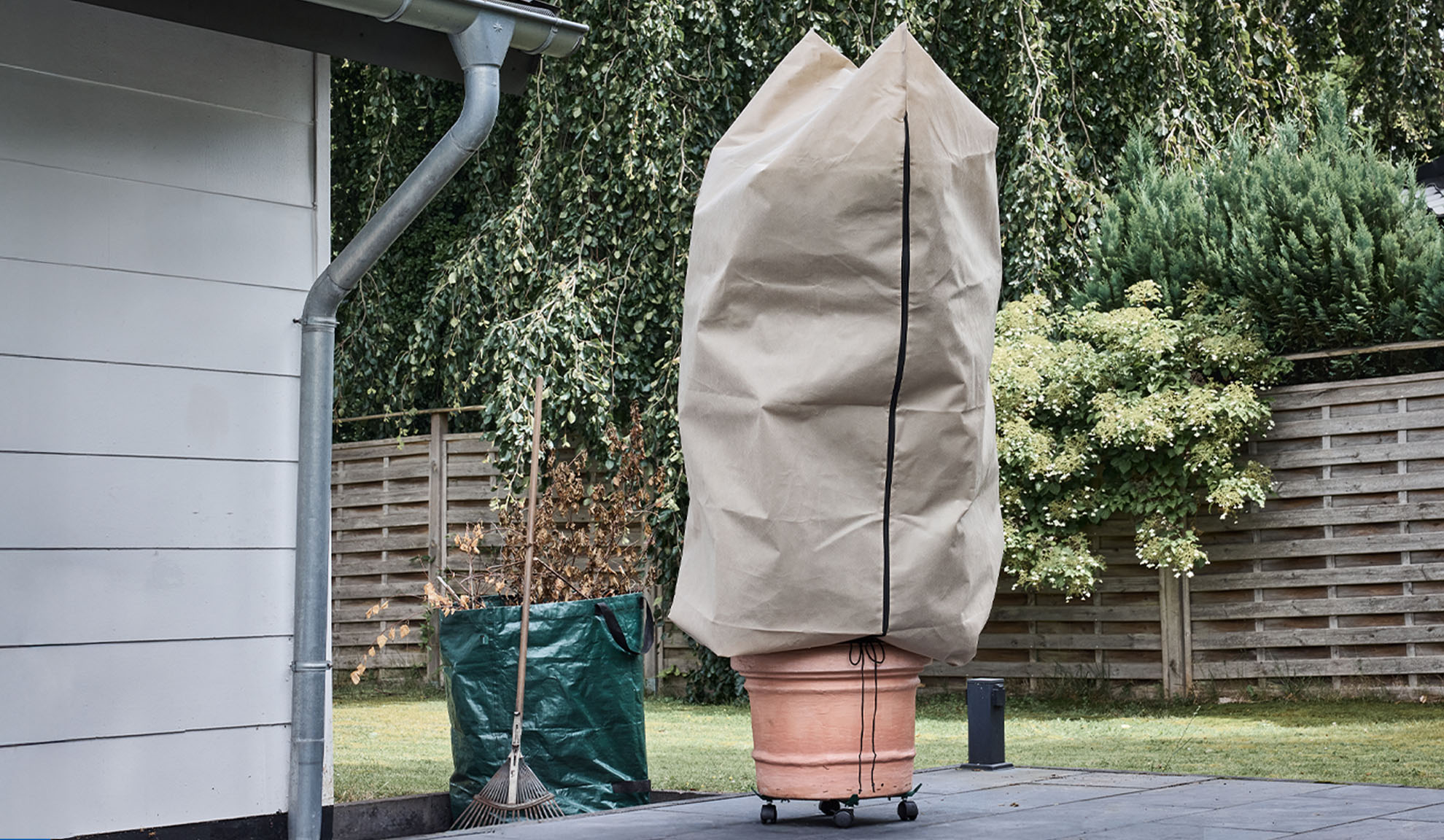 Växtskydd på en krukväxt på en uteplats med stuprör och kratta.