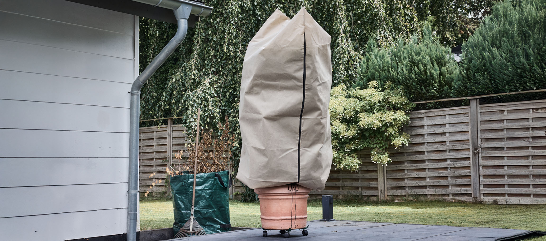 Krukväxt med vinterskydd på en uteplats bredvid ett hus.