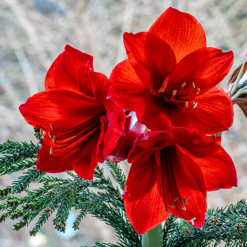 Röda amaryllisblommor med gröna barrkvistar.