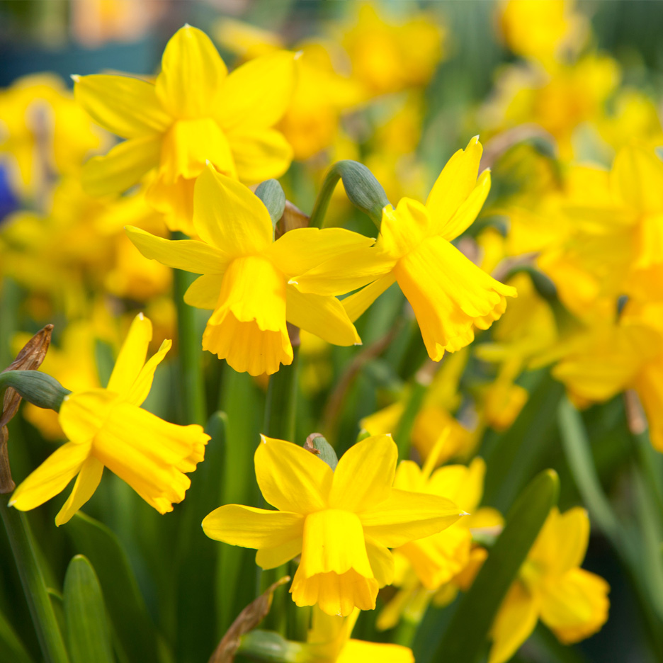 Närbild på en grupp ljusgula påskliljor med gröna stjälkar och blad.