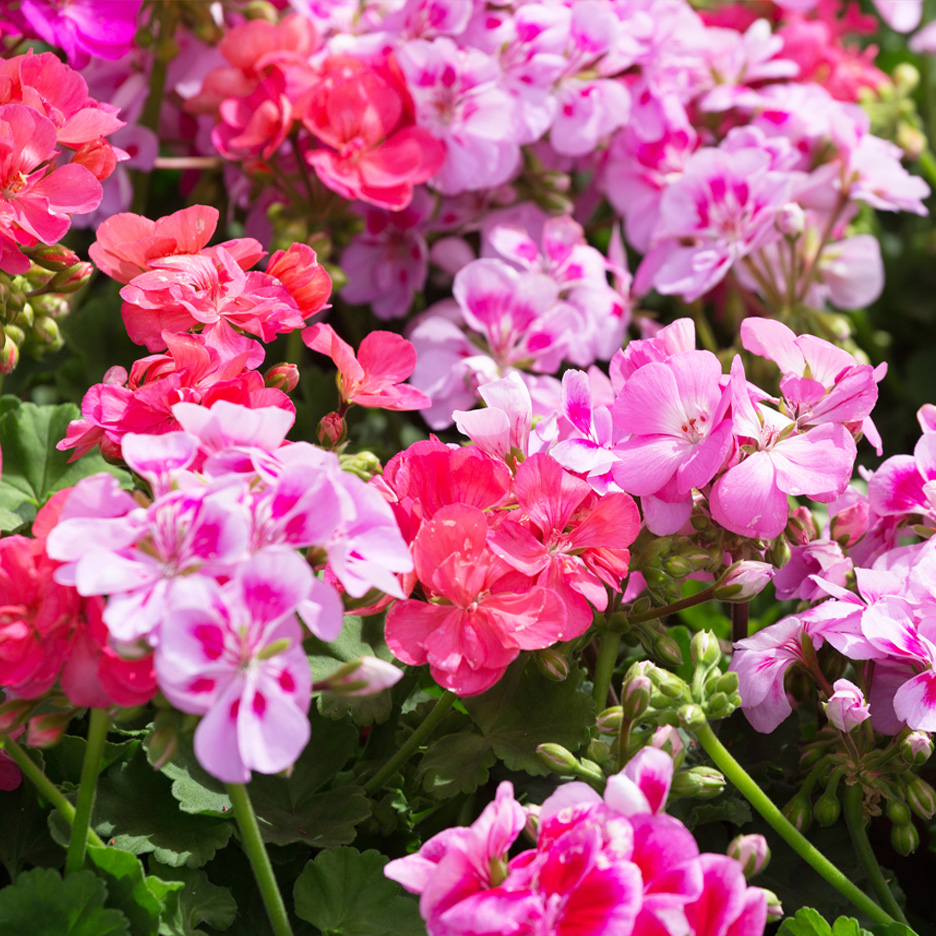 Närbild av en grupp rosa och röda pelargoner i full blom.
