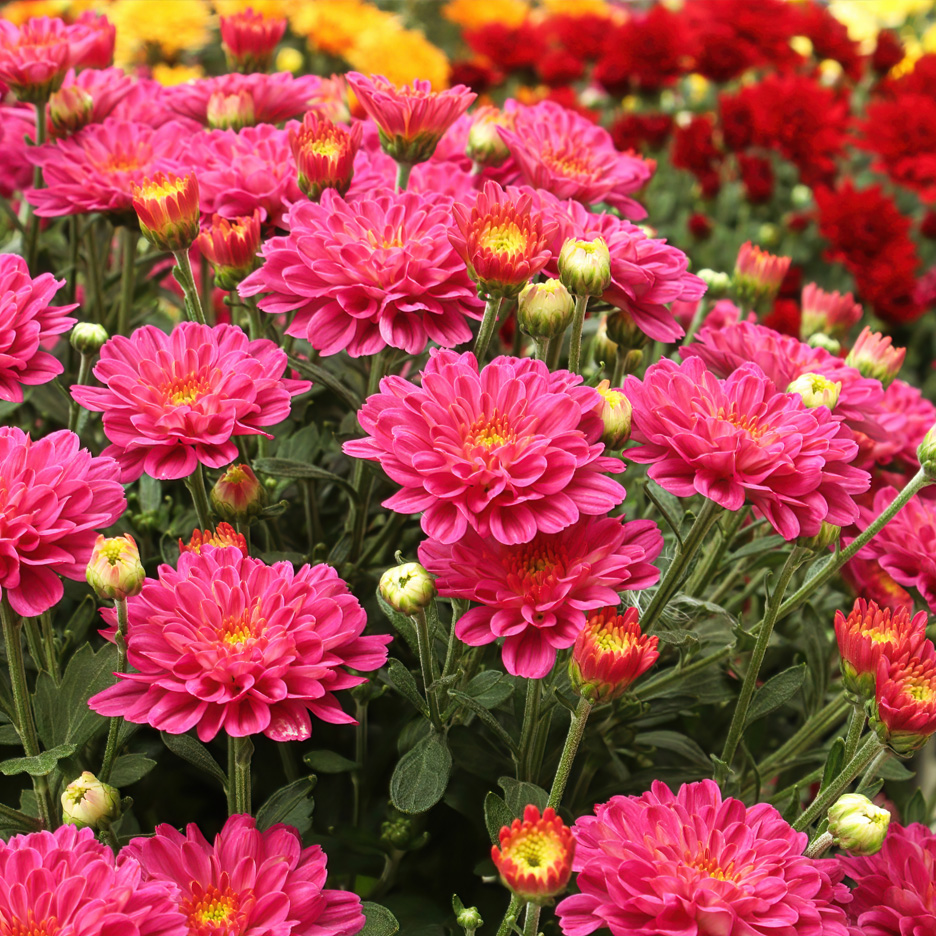 Närbild på en grupp rosa krysantemumblommor med gula och röda blommor i bakgrunden.