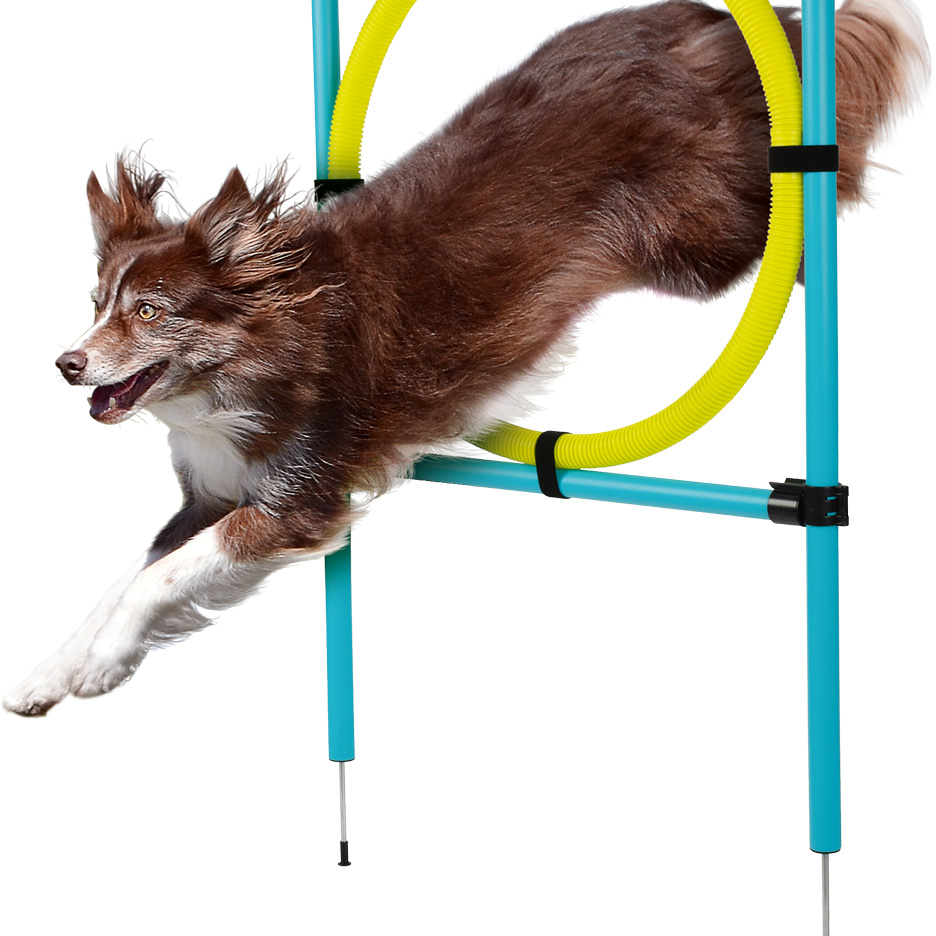 Hund som hoppar genom en agilityring.