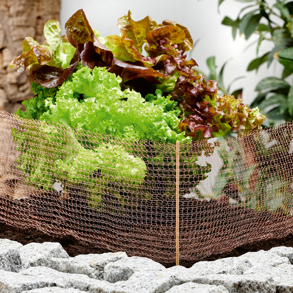 Salladsplantor i en trädgårdsbädd med ett kopparnät som skydd.