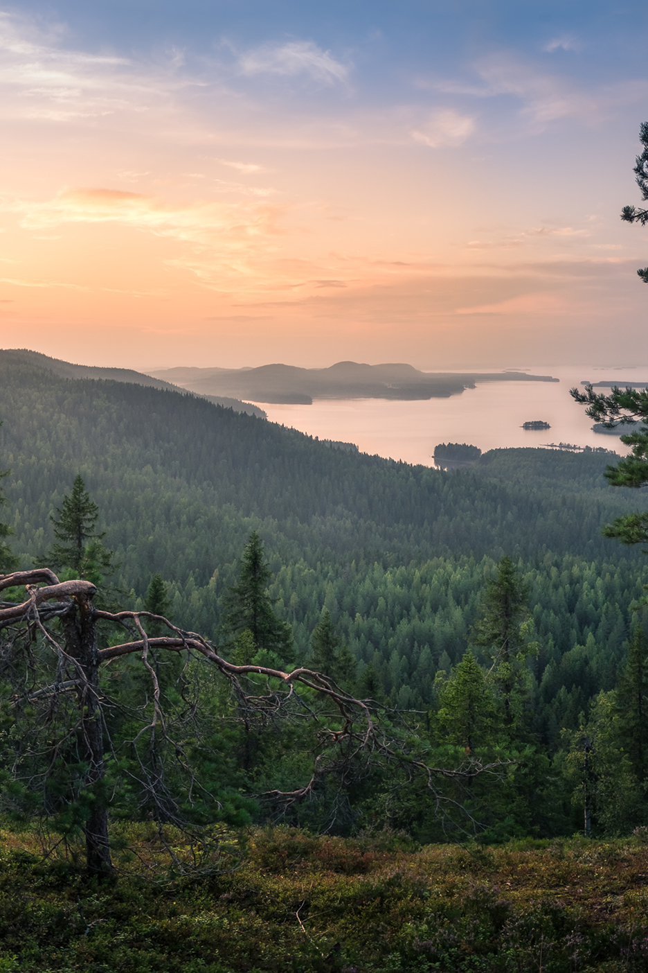 Panoramautsikt över en skog och en sjö vid solnedgången.