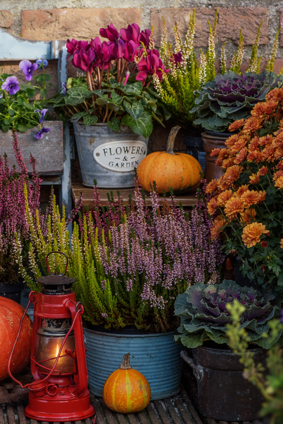 En höstlig blomsterutställning med pumpor, ljung, cyklamen och prydnadskål.