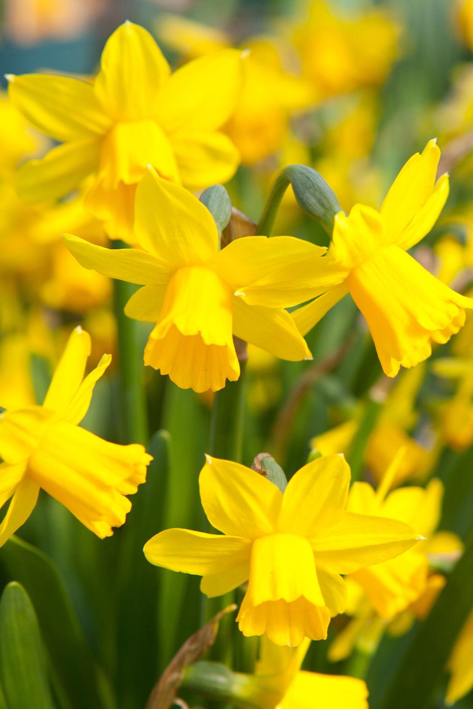 Närbild på en grupp ljusgula påskliljor med gröna stjälkar och blad.