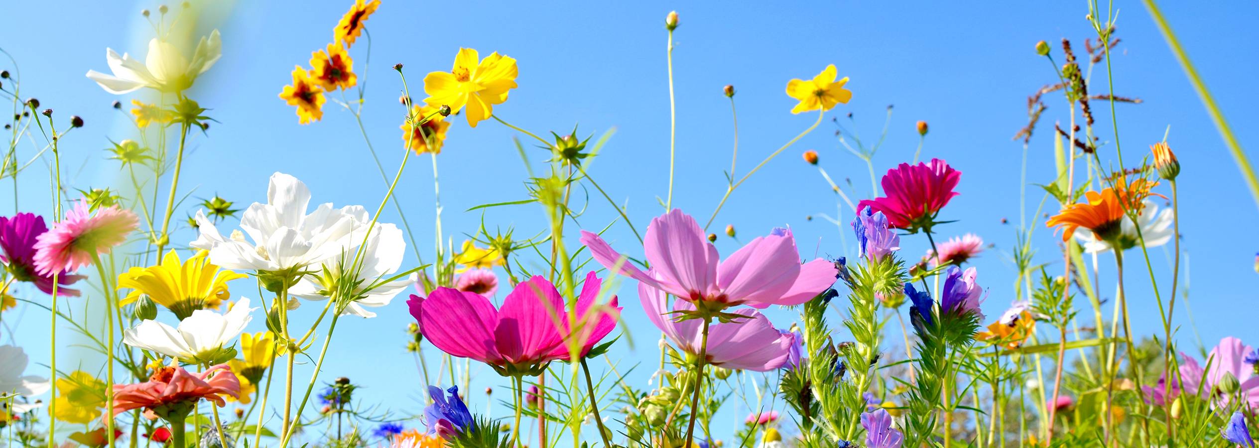 Flera färgglada blommor, inklusive kosmos och prästkragar, blommar mot en klarblå himmel.