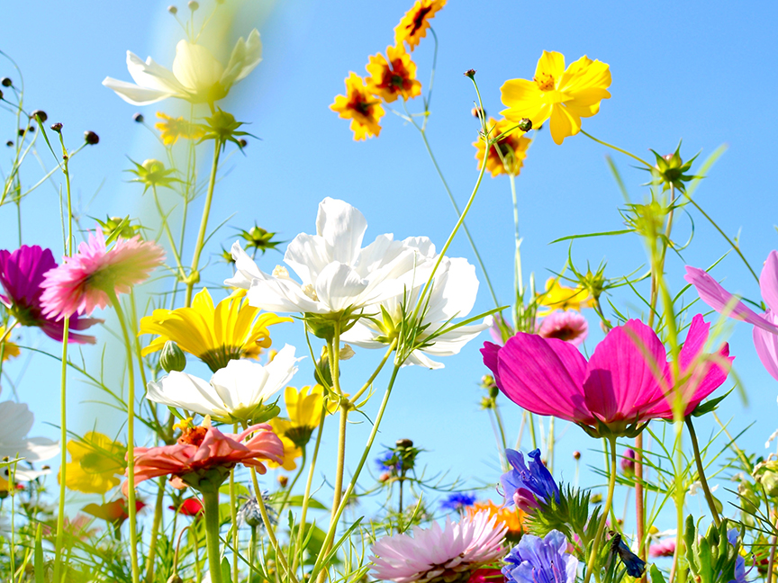 Veckans blommor