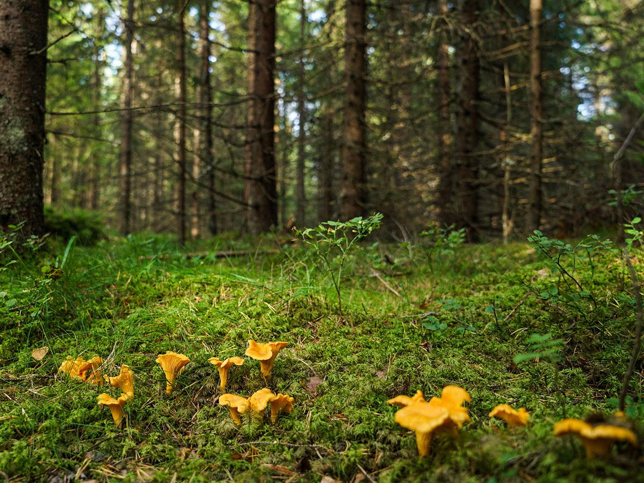 Gula kantareller växer på en mossig skogsmark med höga träd i bakgrunden.