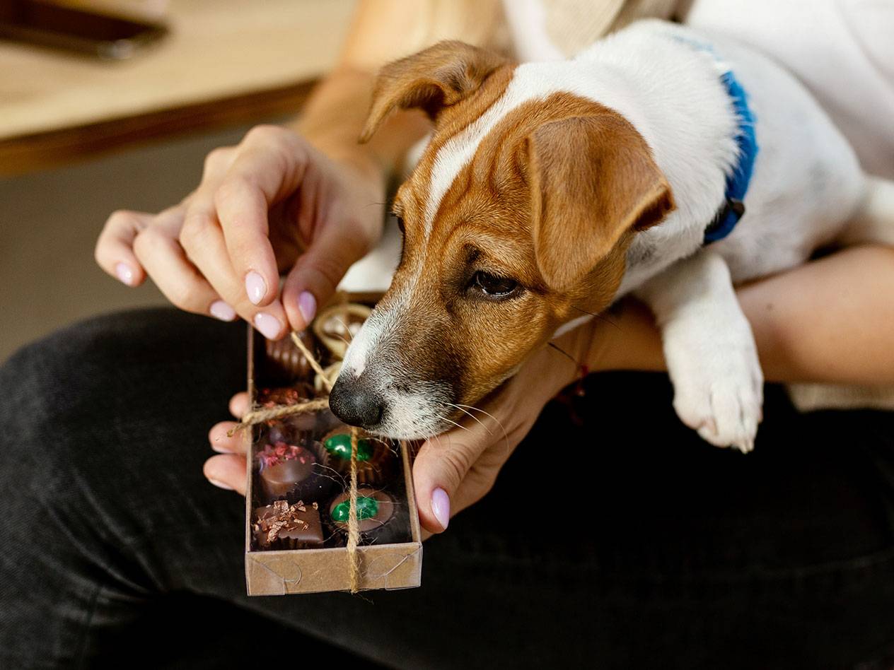 En person håller en låda med chokladpraliner medan en hund tittar nyfiket.