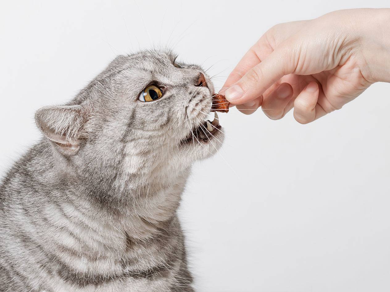 Grårandig katt äter godis från en hand.